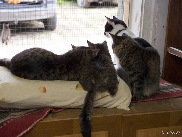 Коты в приюте
