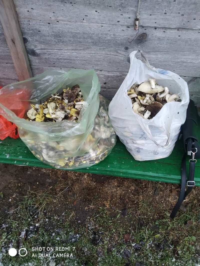 В белорусских лесах продолжается грибной сезон