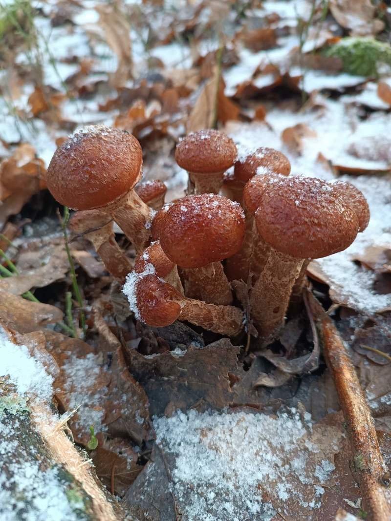 В белорусских лесах продолжается грибной сезон