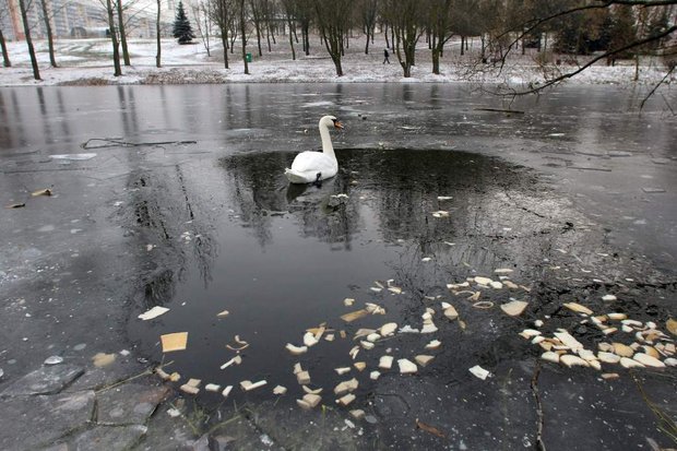 Лебедь в парке Павлова