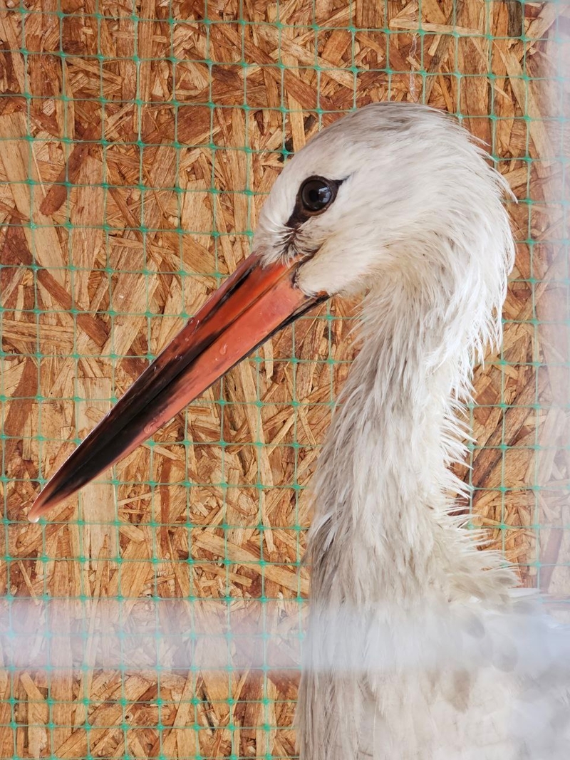 В Бресте из желудка аиста извлекли килограмм земли и камней. Как они там оказались?