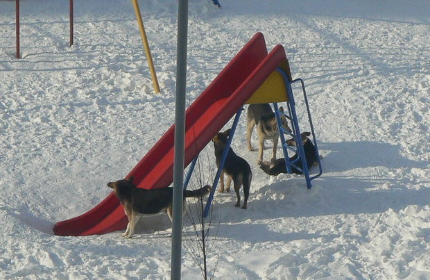 Бродячие собаки на детской площадке