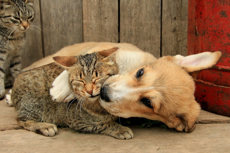 дружба между животными