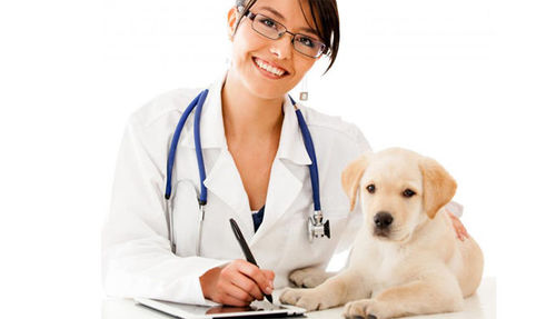 Cursos para ser veterinario1
