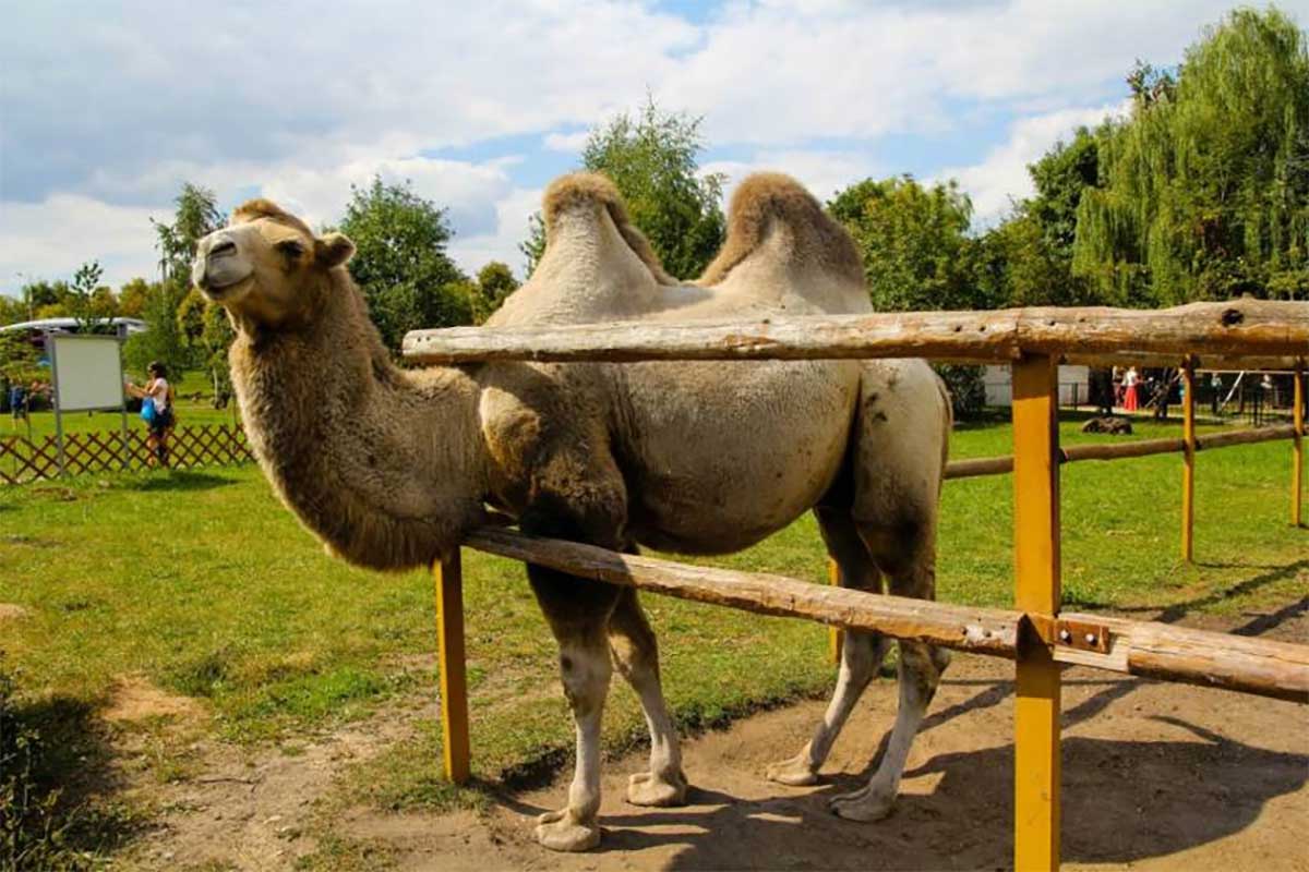 Минск zoo. Зоопарк Минск. Белорусский зоопарк в Минске. Зоопарк Минск животные. Минский зоопарк осел.