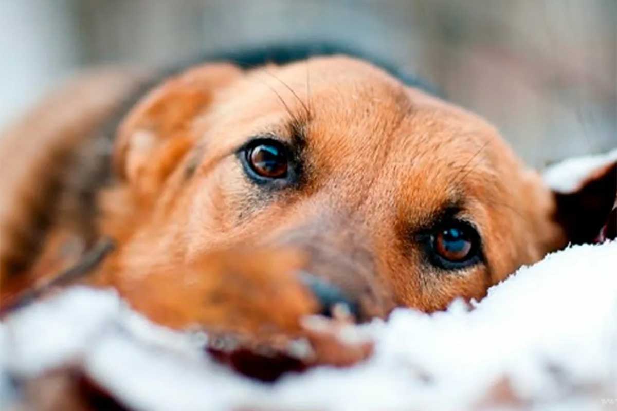 Белорус расстрелял соседскую собаку решив, что та загрызла его птицу ...