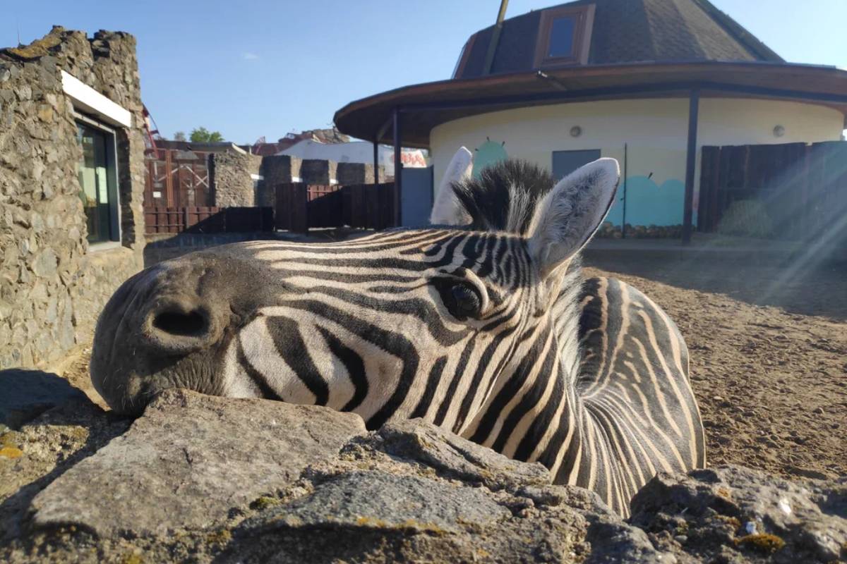 Минск zoo. Зоопарк Минск. Зоосад Минск. Минский зоопарк животные.