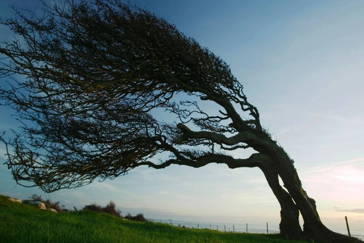 Я сильное могущее дерево. Дерево на ветру. Изогнутые деревья. Наклоненное дерево. Деревья гнутся от ветра.
