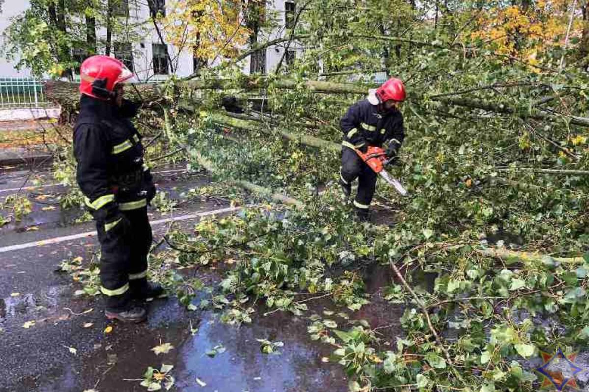 Из-за-сильного ветра на территорию детсада в Минске упало дерево