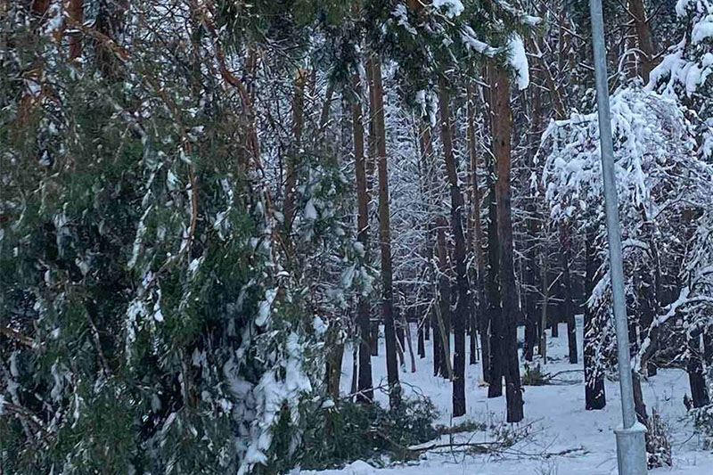 жк лесной парк брест