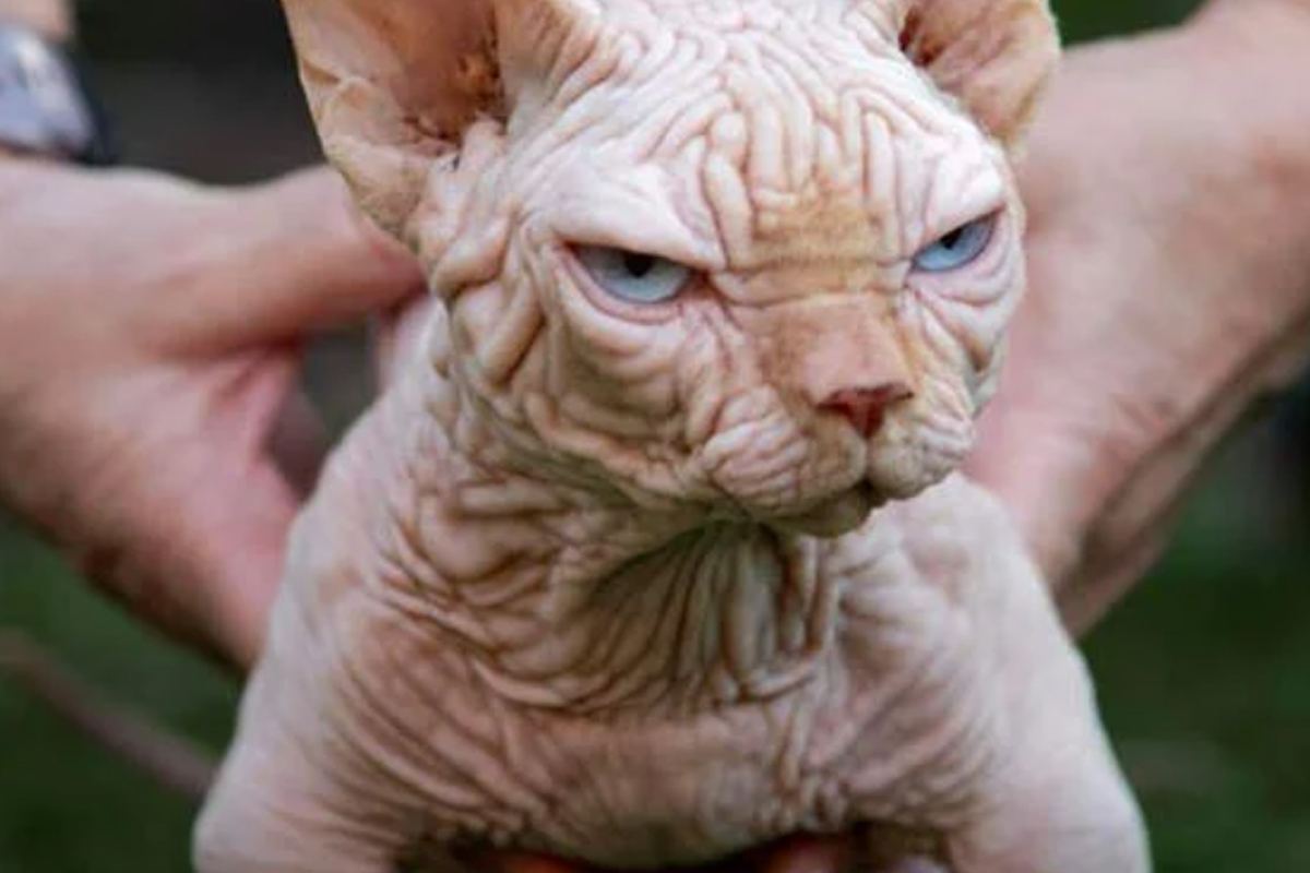 The odd-eyed hairless Sphynx cat who's a prize-winning champion Hairless cat, Sp