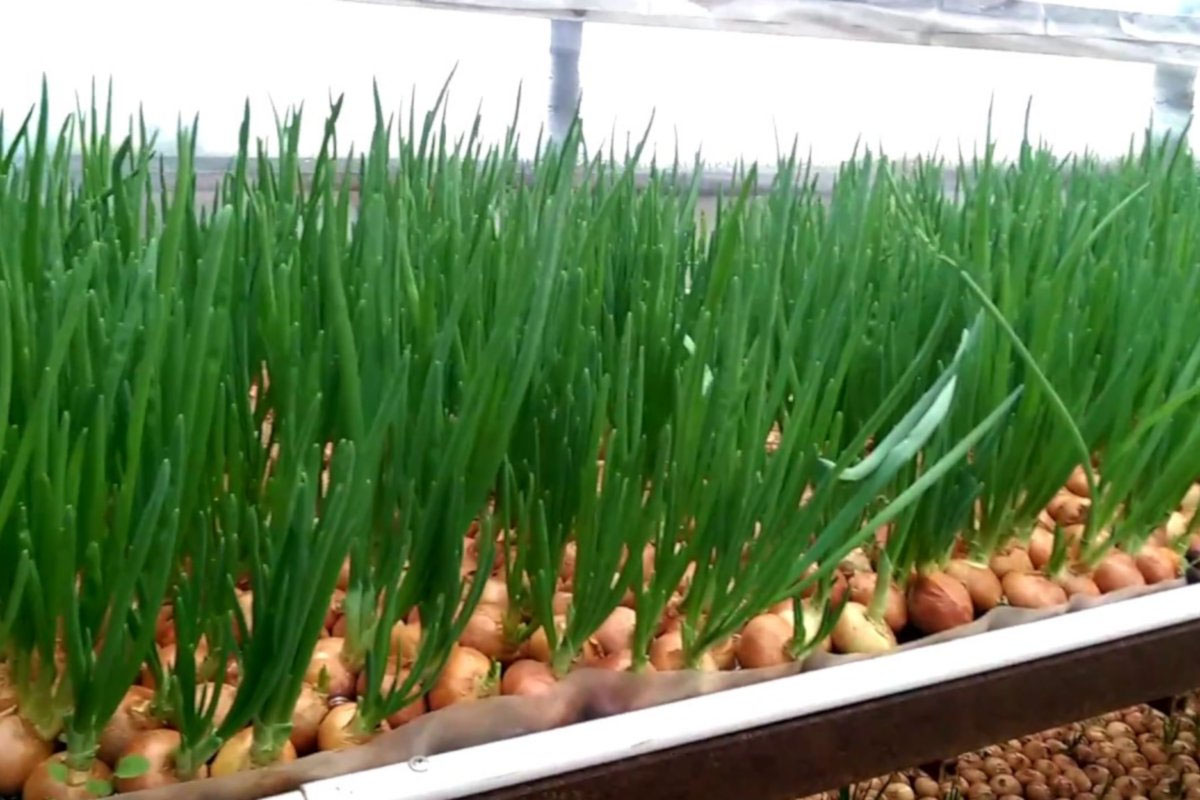 Лук севок на зелень. Какой севок лучше на перо. Лук шалот на перо. Какой севок лучше на перо. Какой севок лучше на перо.