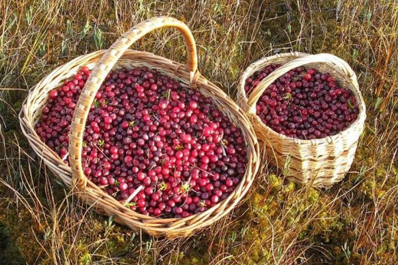 За что могут дать штраф при сборе клюквы и брусники в лесу