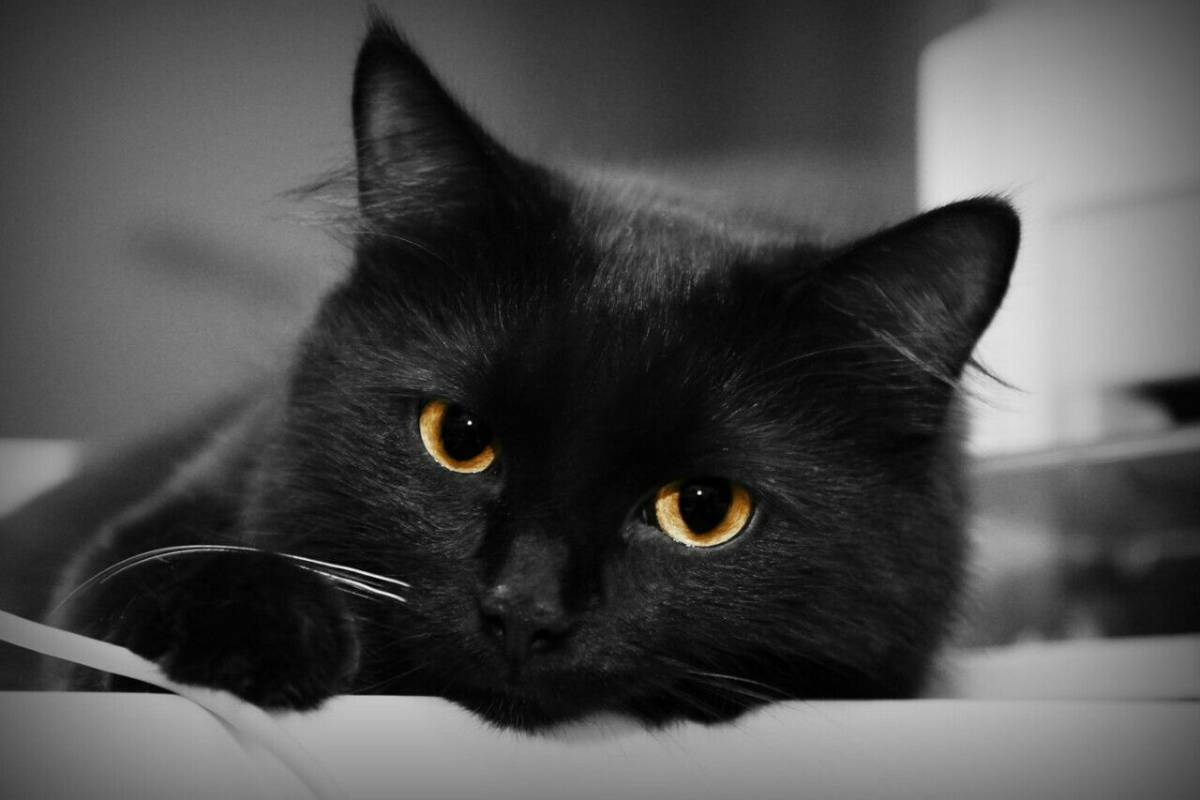 В Минске бесплатно будут раздавать черных котов: где и когда?