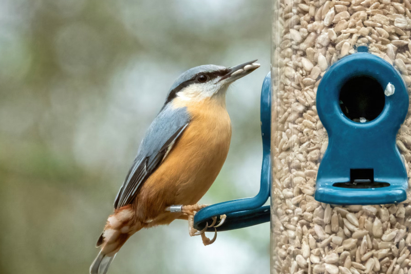 Законно ли вешать кормушку для  птиц прямо за окном? Вот что ответил адвокат