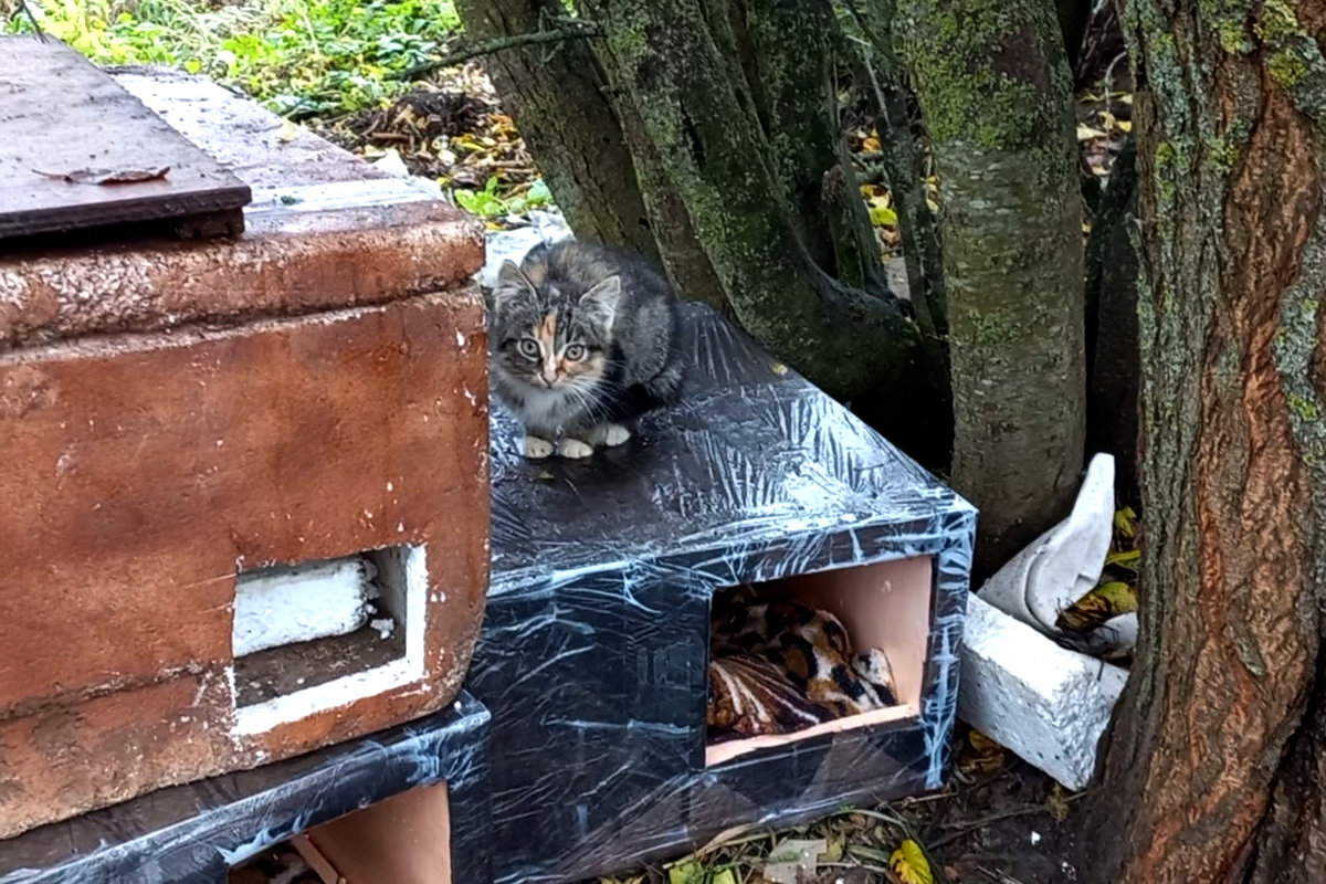 Волонтеры установили жилье для бездомных котов. После спора с председателем их домики разорили