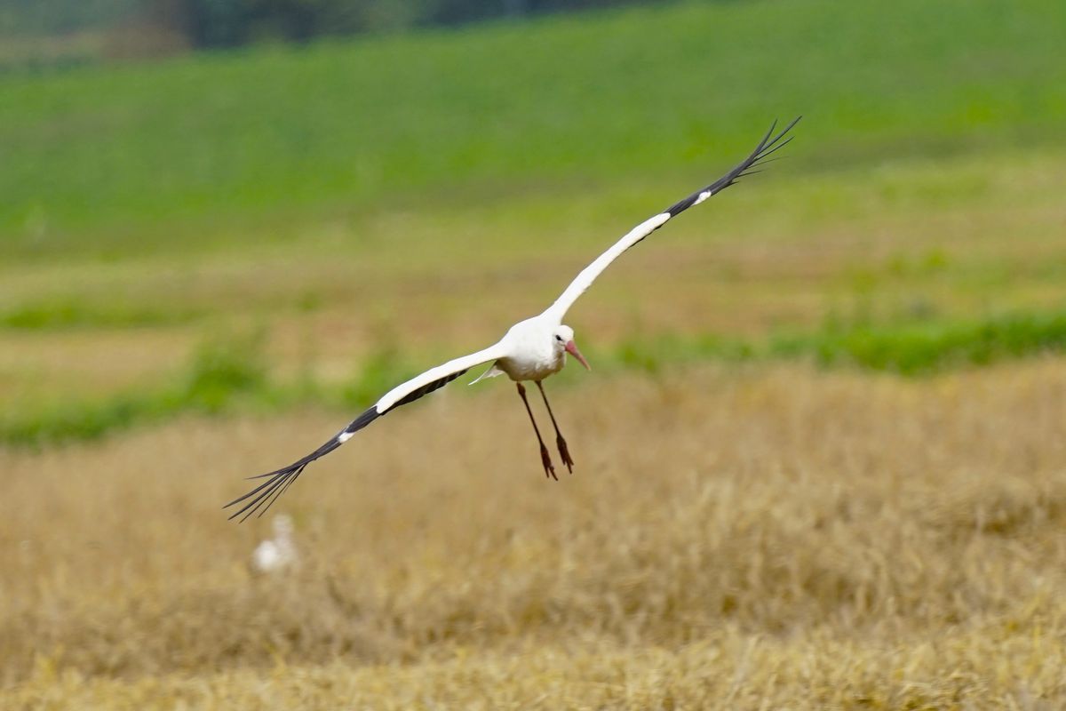Белый аист стартовал из Африки на родину