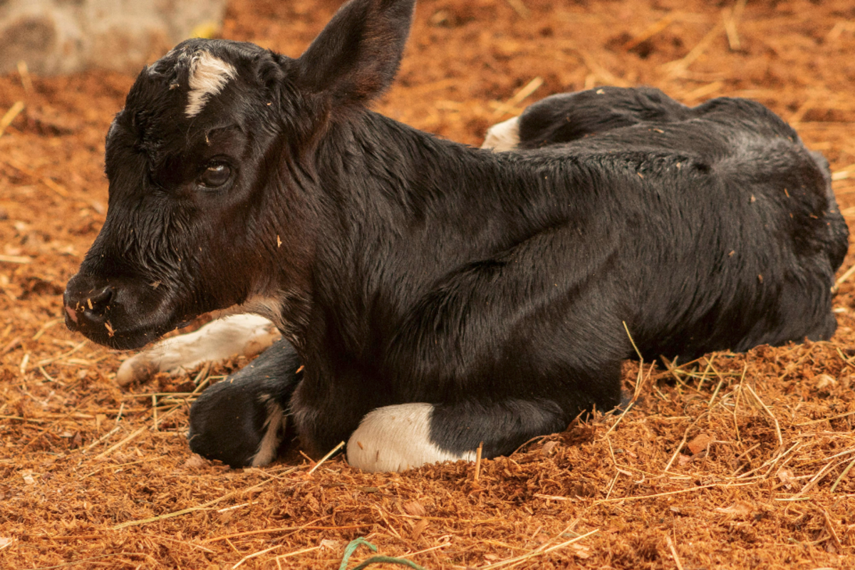 Более 50 телят оказались среди огня на ферме под Минском. Что сделали спасатели?